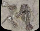 Plate Jimbacrinus Crinoid Fossils - Australia (Special Price) #68357-1